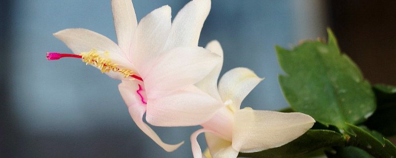 蟹爪兰怎么不开花（蟹爪兰怎么不开花,不开花怎么办）