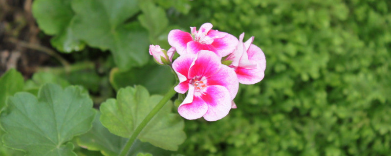 天竺葵怎么扦插好活(天竺葵怎么扦插容易成活)