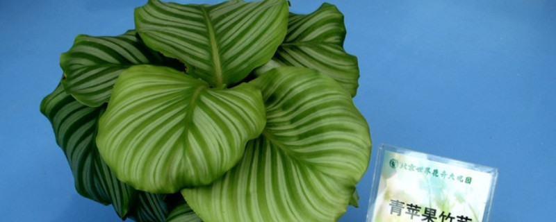 苹果竹芋的养殖方法和注意事项（苹果竹芋怎样养）