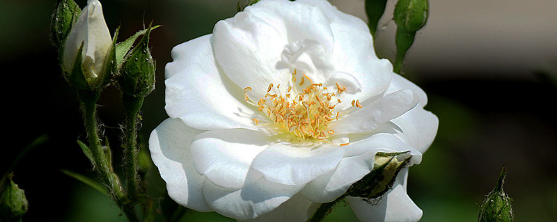 月季长花苞的时候打药 月季有花苞能喷药吗