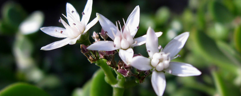 玉树怎样嫁接天竺葵 天竺葵用什么嫁接