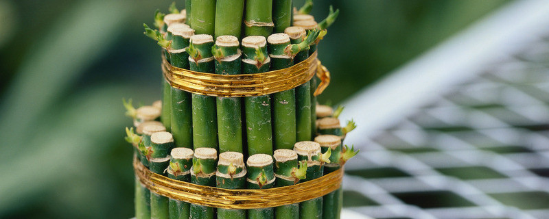 富贵竹能放在卧室里养吗有没有危害 卧室里面养富贵竹好吗