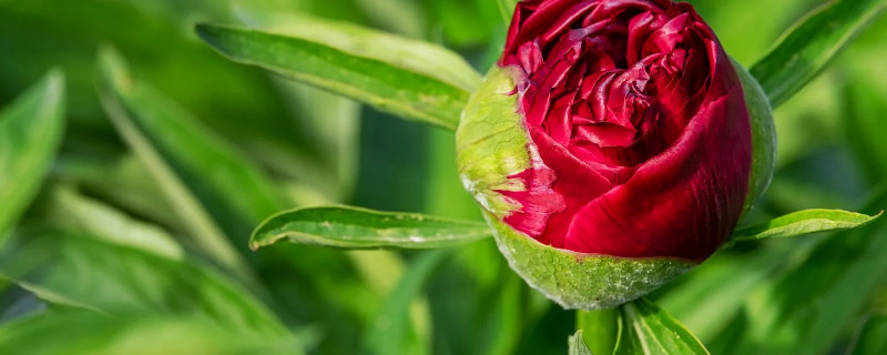牡丹花用什么盆种植（牡丹花用花盆怎样种植）
