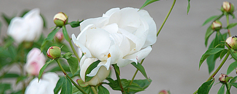 芍药花冬天会冻死吗（芍药花不怕冻吗）