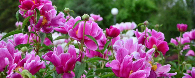 芍药花什么时候换盆 芍药地栽换盆栽什么时候比较好