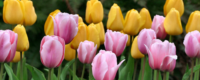 郁金香是什么季节开的 郁金香是几月份开的