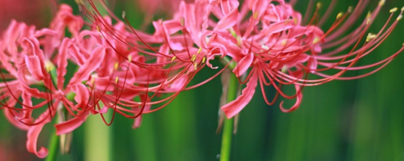 彼岸花种子可以放多久(彼岸花需要种多久)