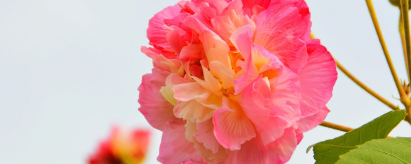 芙蓉花栽叶能不能活 芙蓉花栽培芙蓉花叶插可以吗