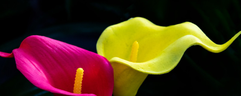 马蹄莲开花后怎么处理（马蹄莲花后怎样处理）