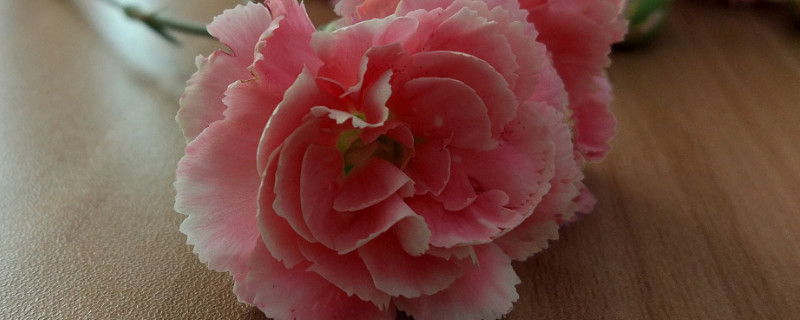 康乃馨能吃吗（康乃馨可以直接吃吗）