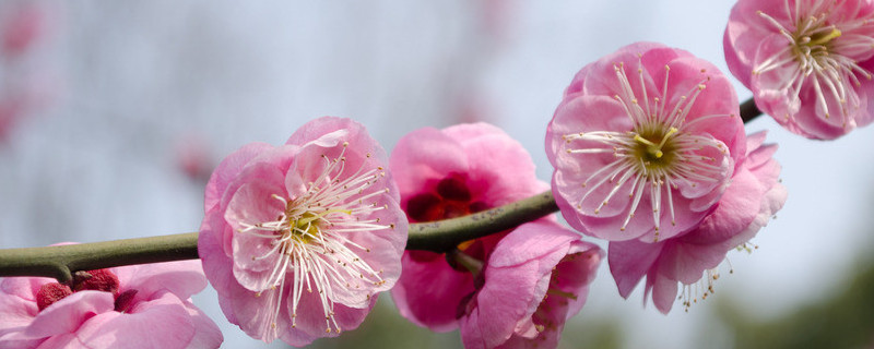 梅花为什么不怕冷（梅花为什么不怕冷的原因）