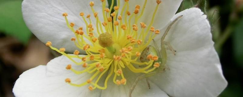 金樱子花开于什么季节（金樱子是什么季节成熟）