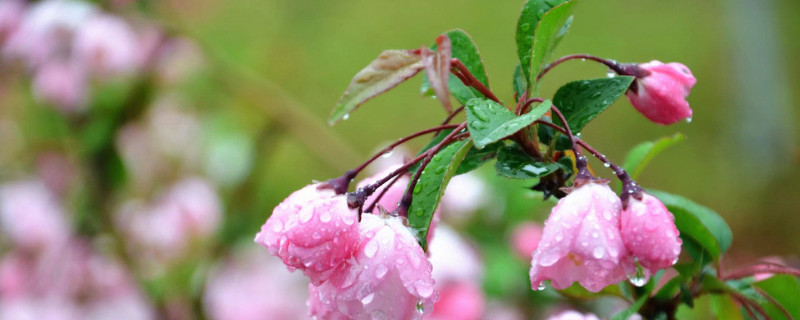 为什么樱花夏天就没叶子了(为什么樱花没有叶子)