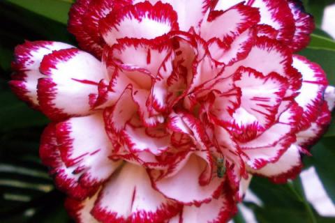 康乃馨又叫什么名字