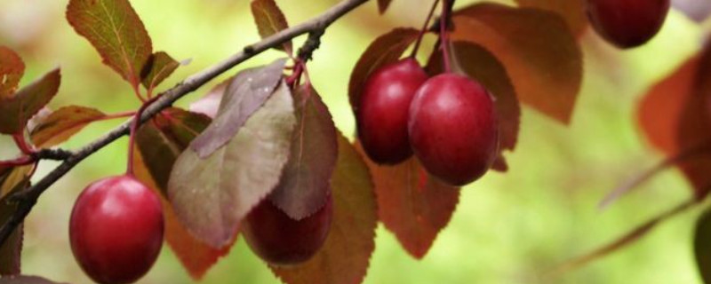 樱花有果实吗 樱花有果实吗?