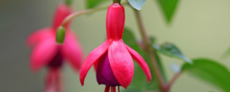 倒挂金钟什么时候播种（倒挂金钟什么时候播种最好）