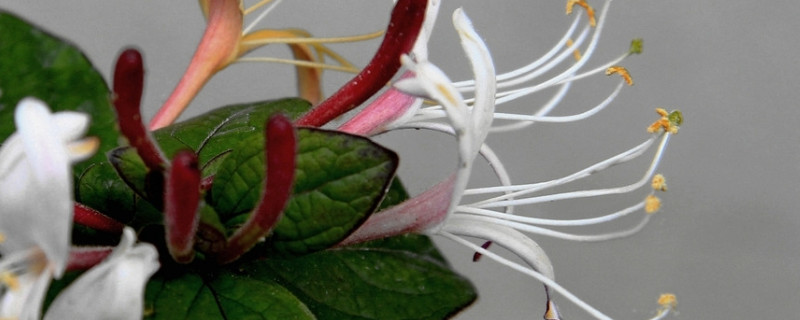 金银花用什么盆比较好（金银花适合什么盆栽）