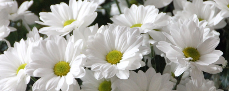 雏菊冬天可以种吗 小雏菊冬天可以种吗