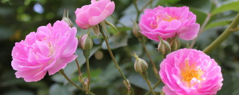 月季怎样爆侧芽 月季侧芽都开花吗