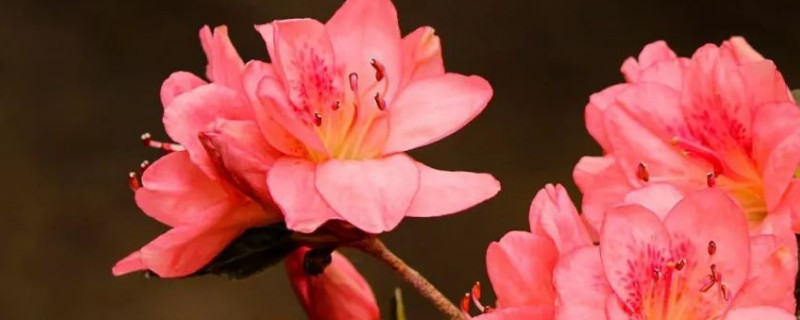 杜鹃花叶枯萎怎么办 杜鹃花出现枯叶怎么办