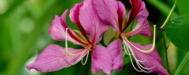 盆栽紫荆花如何种植 紫荆花树的种植方式