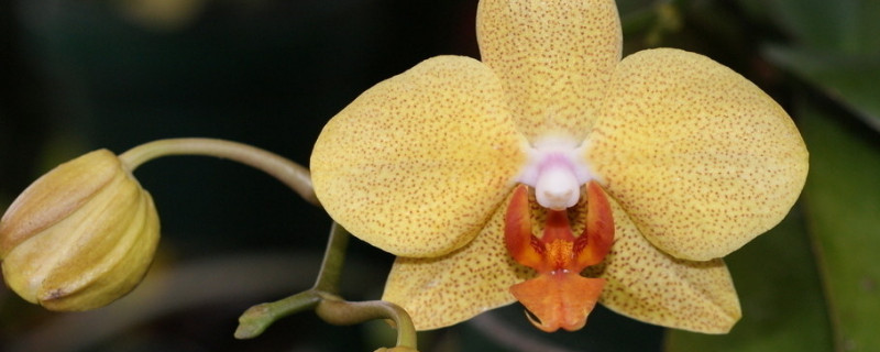 蝴蝶兰怎么养才开花（怎么养蝴蝶兰才能开花）