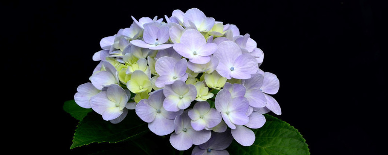 绣球花的室外养殖方法 绣花球怎么养室外