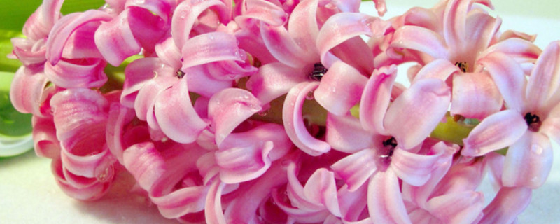 风信子什么时候开花 紫色风信子什么时候开花