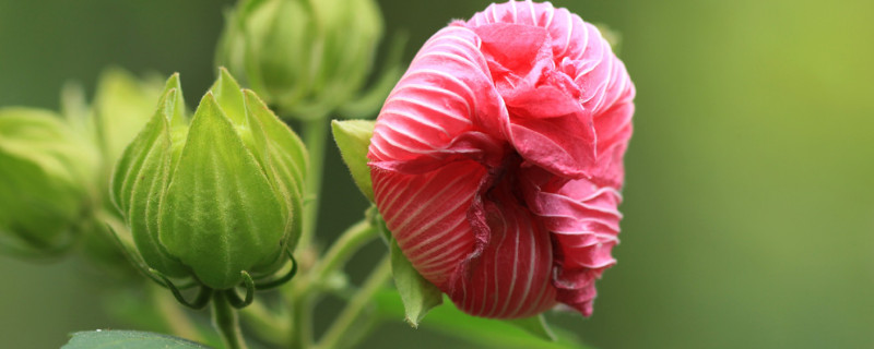 芙蓉花秋天能插活吗（芙蓉花秋季能移栽吗）