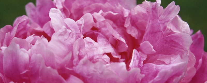 芍药根块怎么种（芍药块根如何种植）