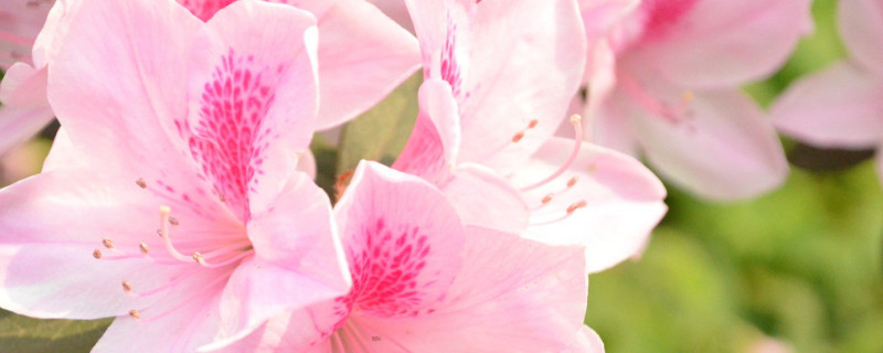 杜鹃花和三角梅的区别（杜鹃花和三角梅是一种花吗）