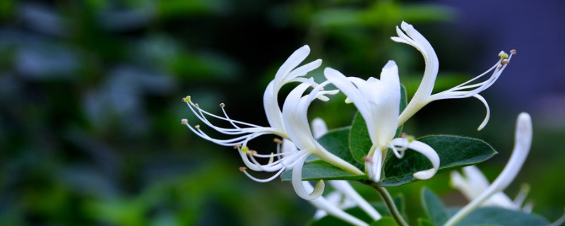 金银花会结果吗 金银花会不会结果