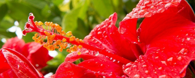 芙蓉花换盆后叶子为什么会蔫(芙蓉花换盆后花都蔫了)