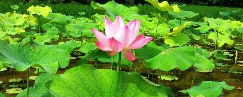荷花的寿命是多长（荷花的生长期是多久）