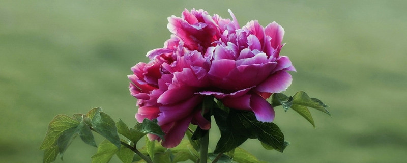 牡丹花烂根怎么补救（牡丹花烂根了还能活吗）