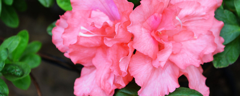 杜鹃花叶子干枯怎么救（杜鹃花干枯落叶怎么办）