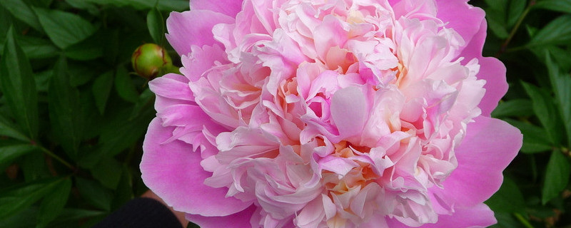 芍药花怎么养（芍药花怎么养在水中）