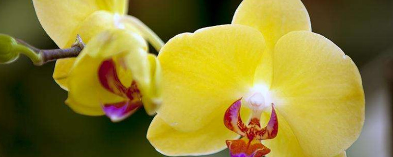 蝴蝶兰养室内没有光照可以吗（蝴蝶兰室内养还是室外养）