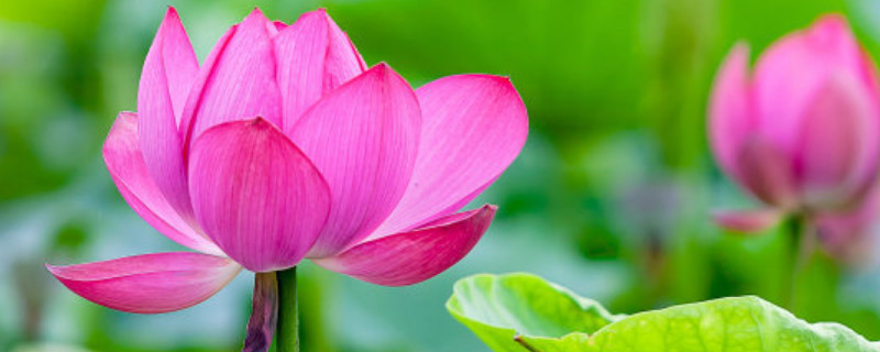 荷花水培瓶里可以放石头吗（荷花可以用石头养吗）