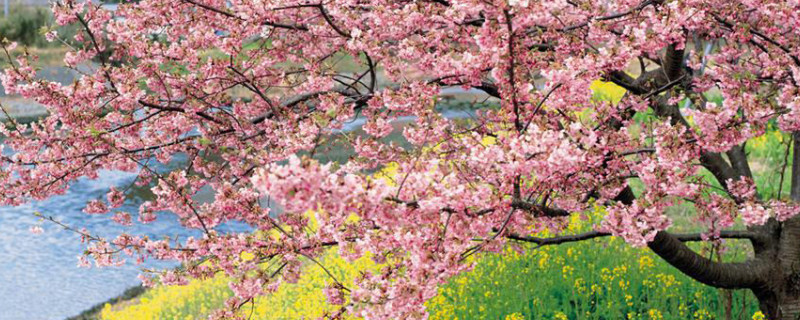 桃花树能结桃子吗 开桃花的树可以结桃子吗