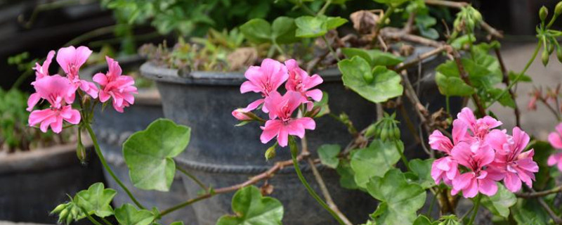 天竺葵怎么过冬（天竺葵怎样过冬?）