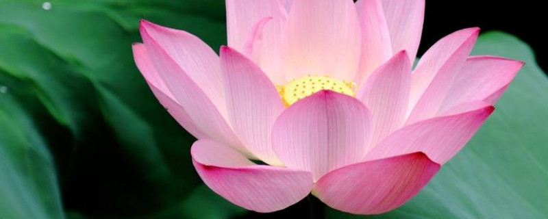 养水培荷花刚开始要换水不 水养荷叶需要换水吗