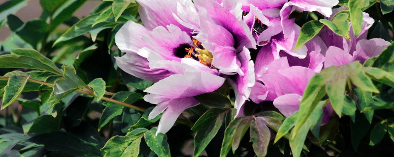 牡丹秋天开花有什么兆头 牡丹开花是好兆头吗