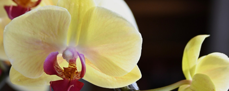 怎么才能让蝴蝶兰在春节开花 让蝴蝶兰开花多的方法