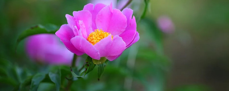 牡丹春节开花后怎么管理 让牡丹春节前开花的措施