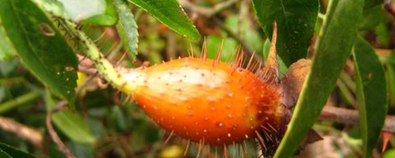 没成熟的金樱子有毒吗 金樱子有毒么