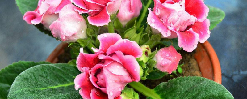 盆栽芙蓉花怎么养花开多久（芙蓉花能养多久）