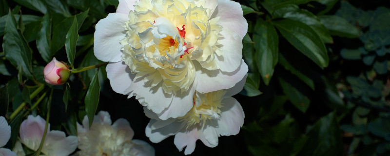 牡丹花地栽怎样成活率高 牡丹花怎么能栽活