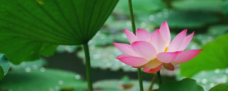 荷花喜欢生长在什么地方（荷花喜欢生长在哪里）