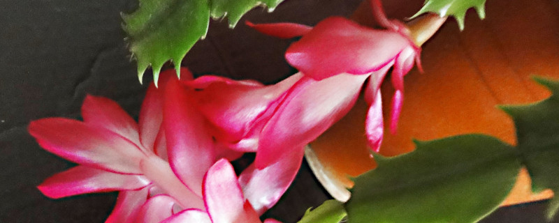 蟹爪兰根部腐烂怎么办 蟹爪兰根腐烂了怎么办?